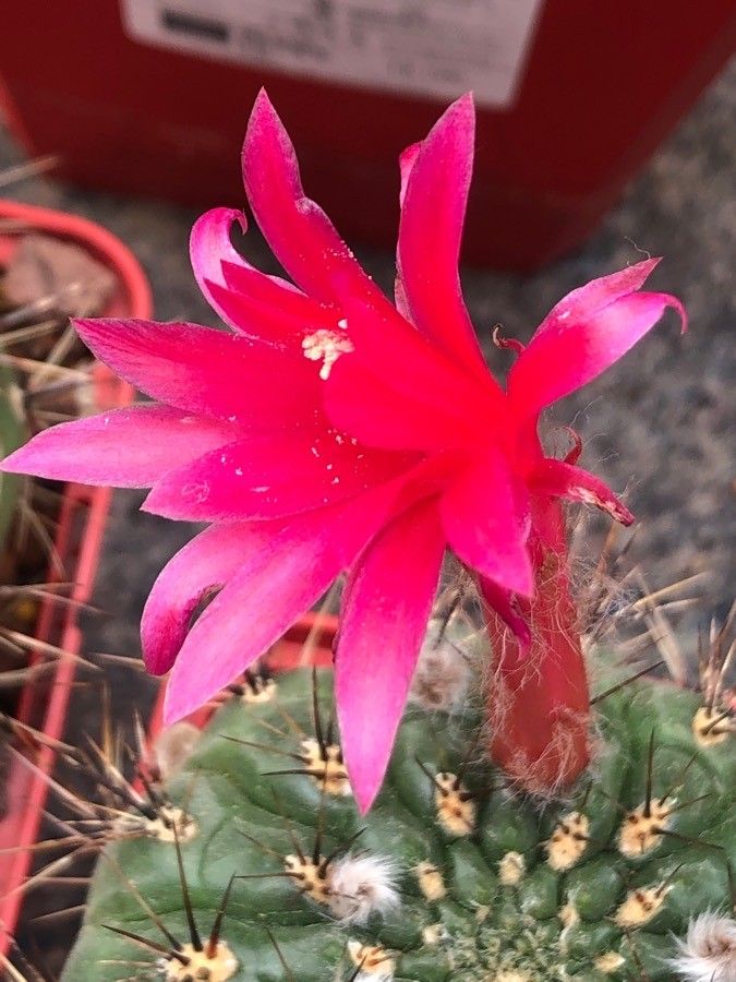 Matucana ritteri flower