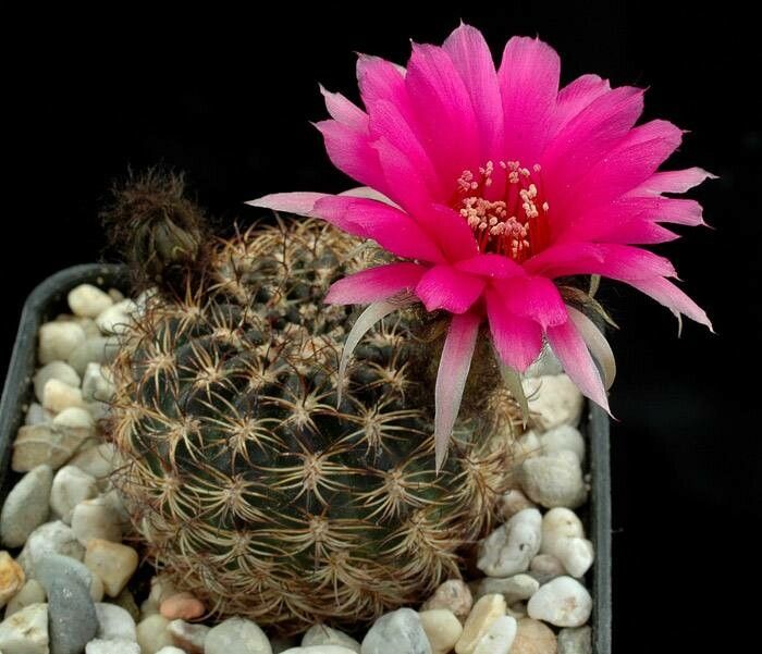 Lobivia tiegeliana flower