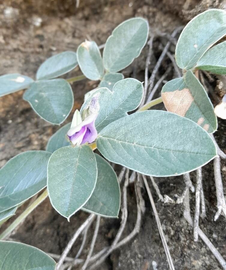 Cologania broussonetii habit