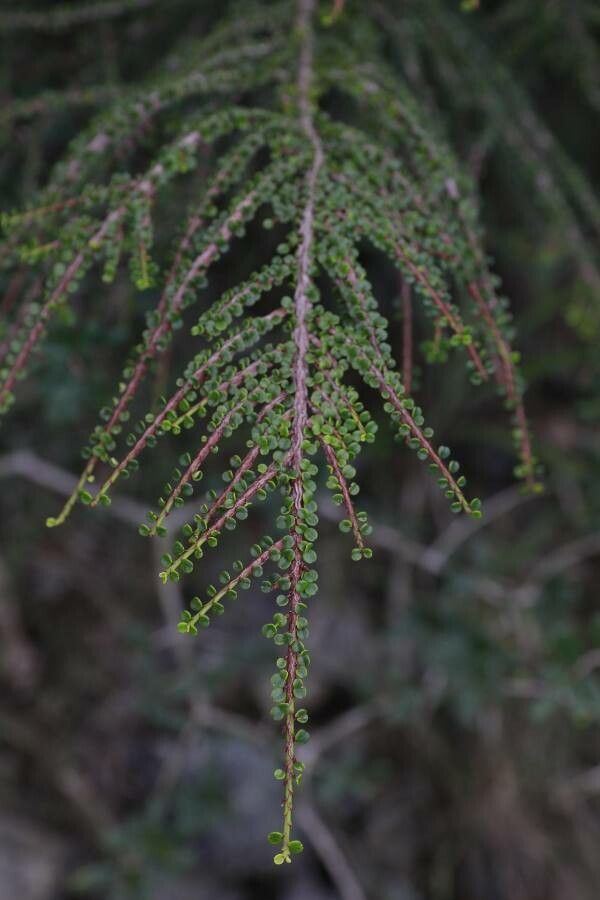 Erythroxylum minutifolium — houseplant care guide