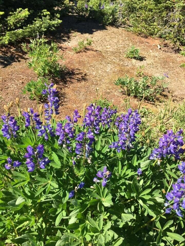 Lupinus arcticus flower