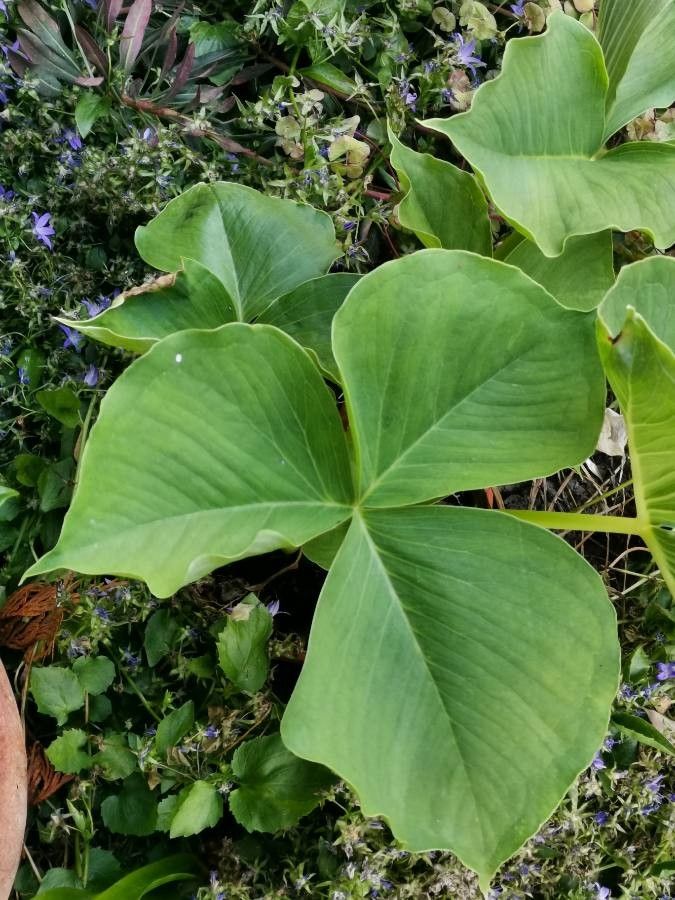 Arisaema candidissimum leaf