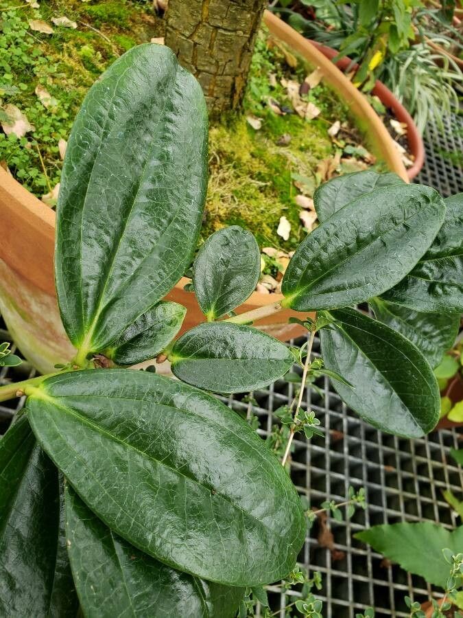 Cavendishia adenophora — related species from the same genus