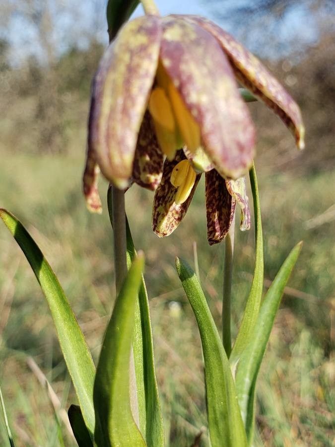 Fritillaria affinis flower