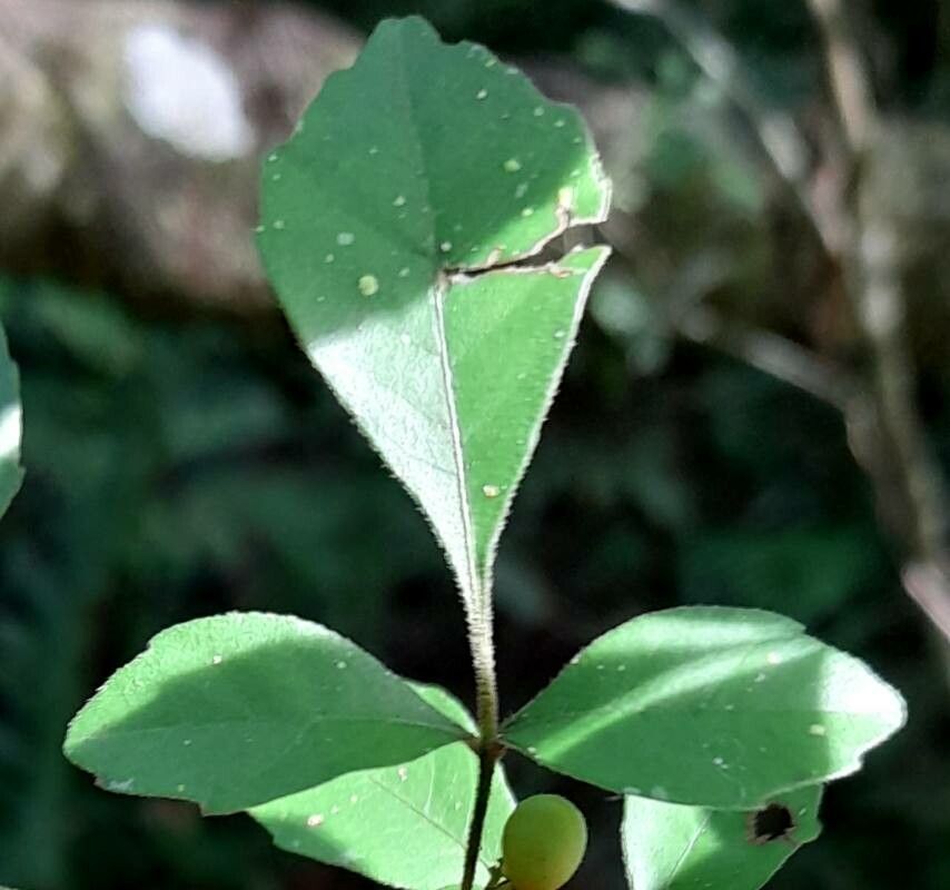 Allophylus guaraniticus — houseplant care guide