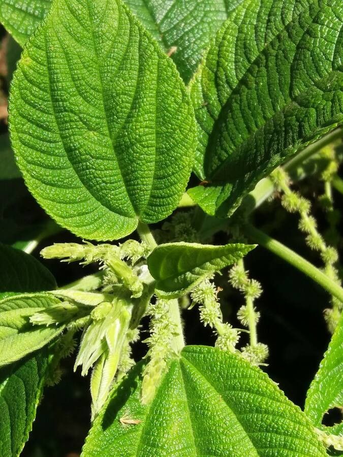 Boehmeria macrophylla — search result for 'Urticaceae'