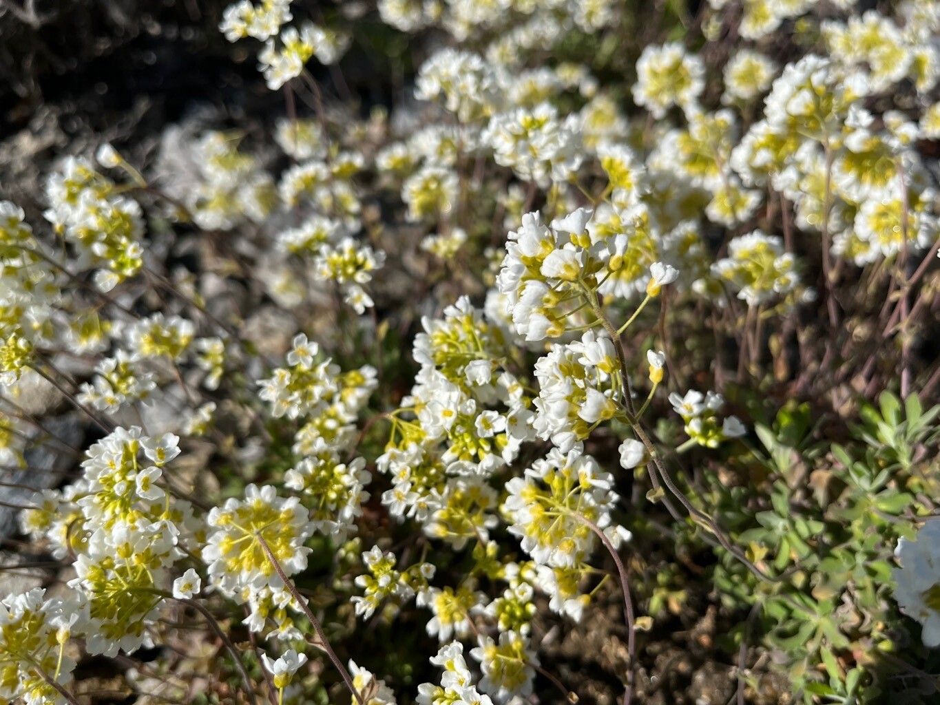 Draba doerfleri flower