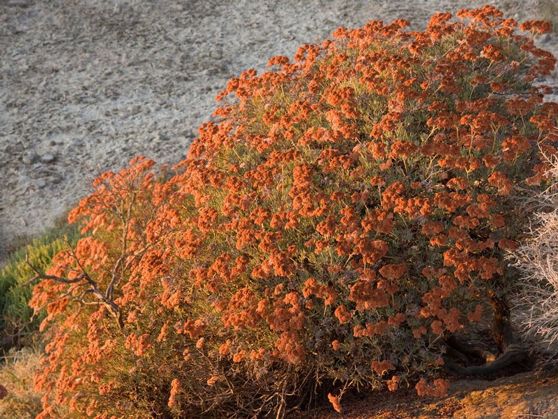 Eriogonum arborescens habit