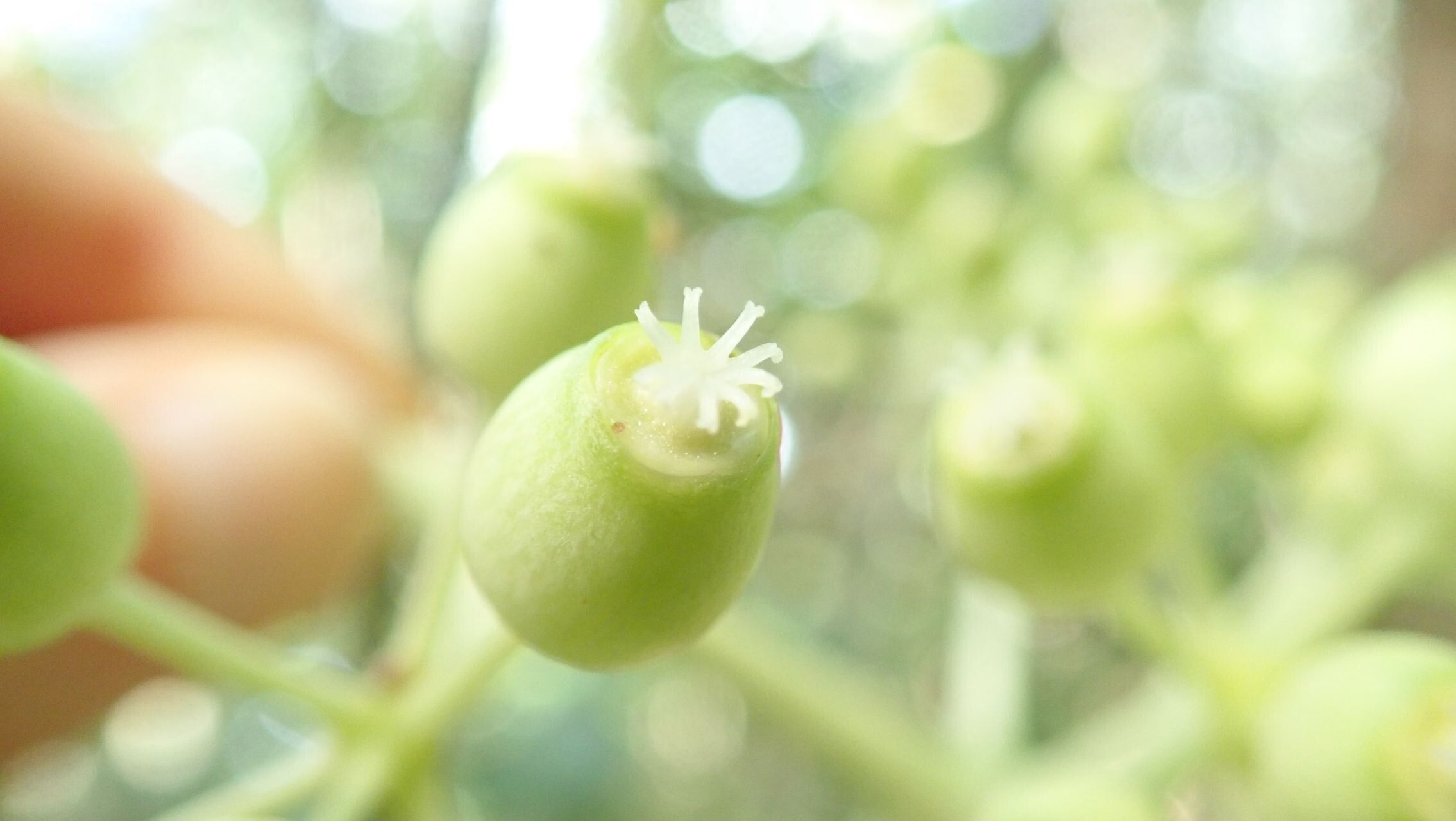 Plerandra osyana fruit