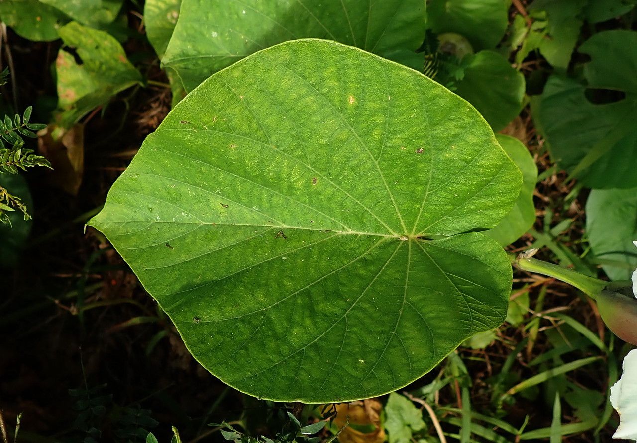 Merremia peltata — search result for 'Fiji'
