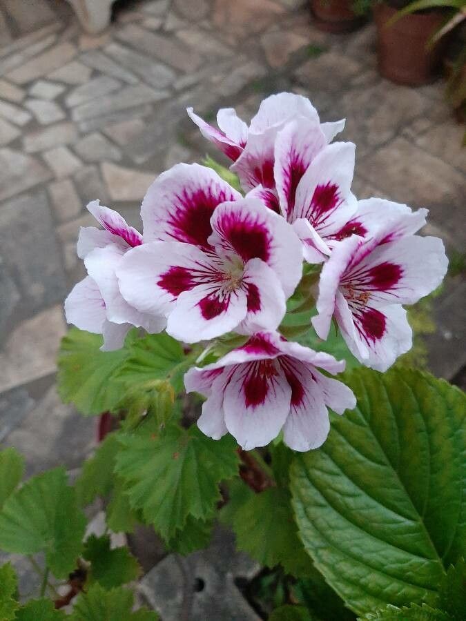 Pelargonium x hybridum flower