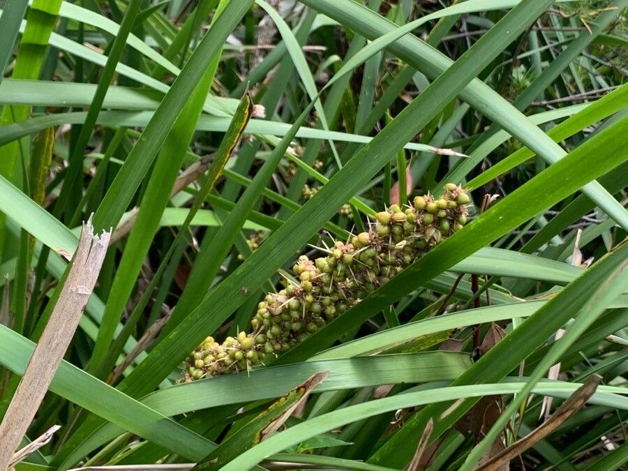 Lomandra longifolia fruit
