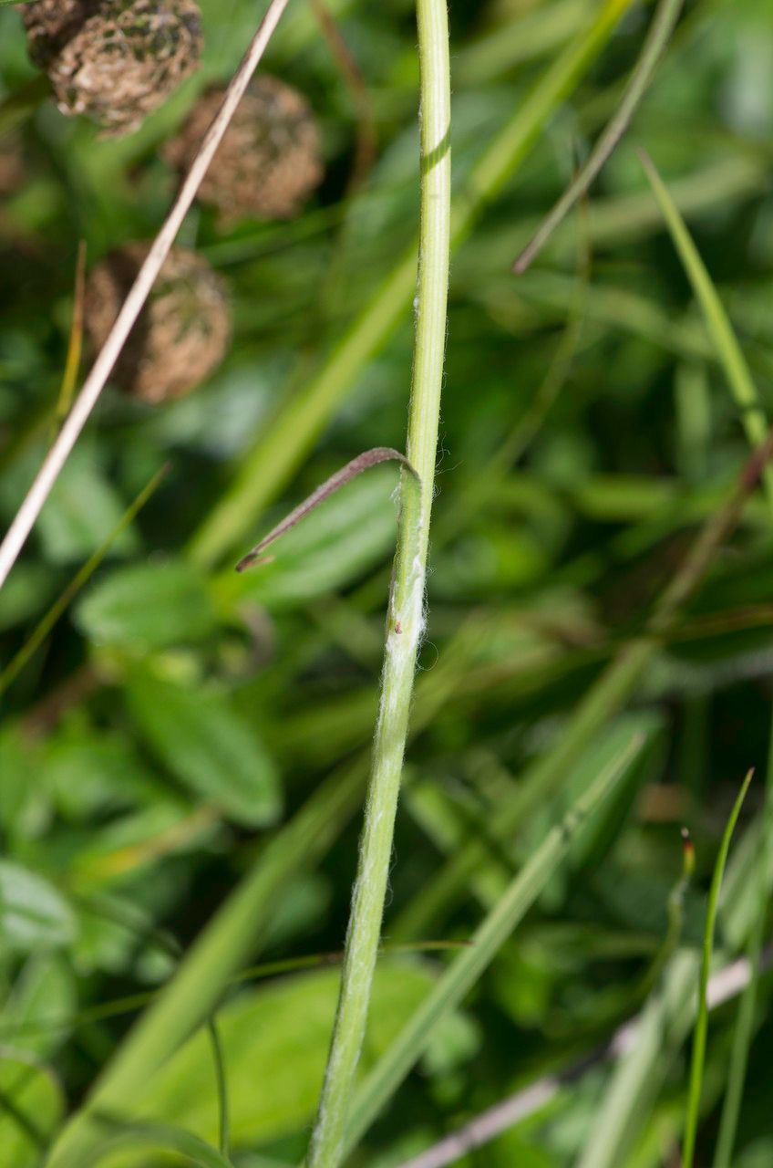 Scorzonera aristata — related species from the same genus