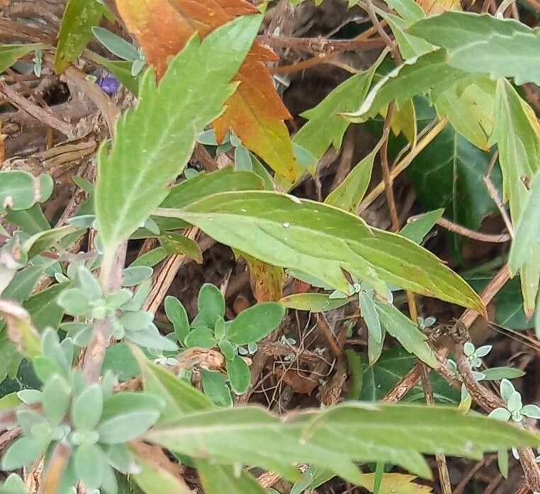 Caryopteris × clandonensis