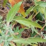 Caryopteris × clandonensis