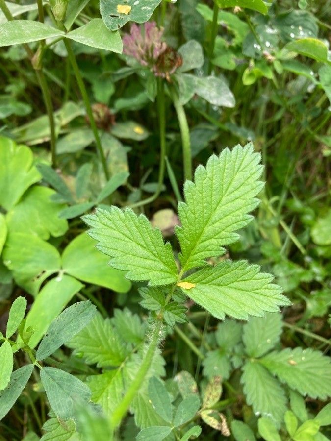 Agrimonia eupatoria leaf