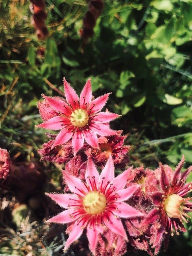 Sempervivum vicentei flower