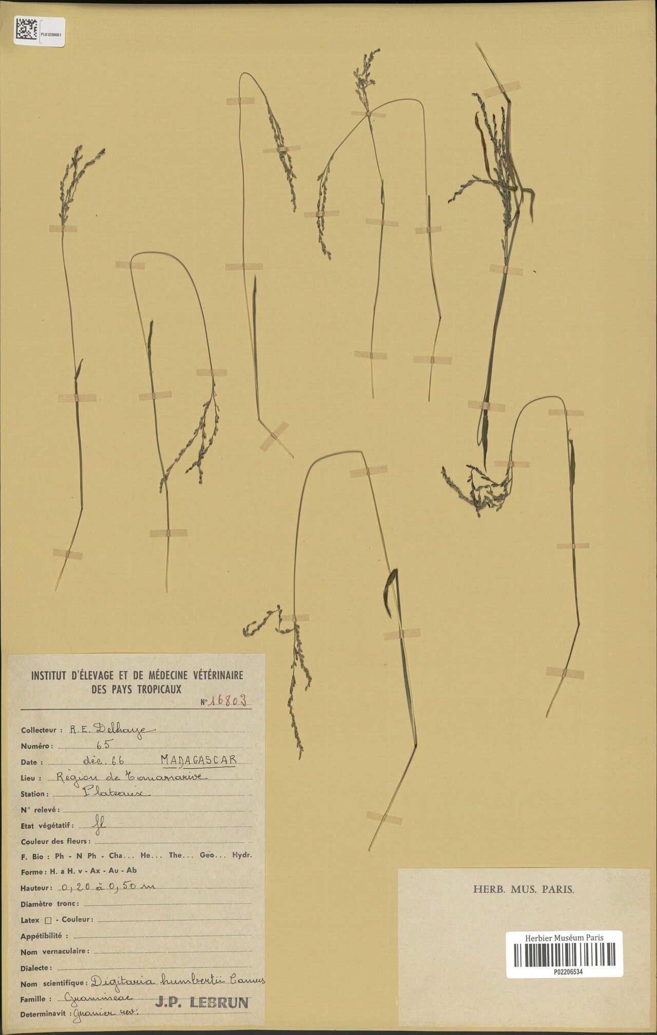 Digitaria humbertii — houseplant care guide