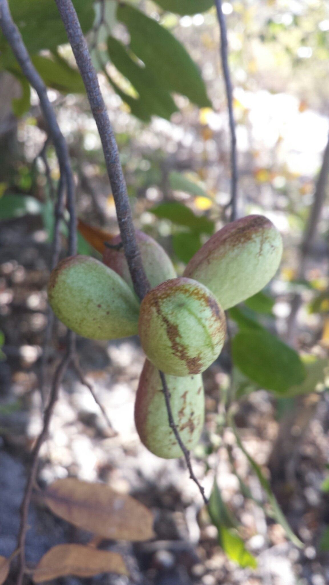 Xylopia ambanjensis fruit