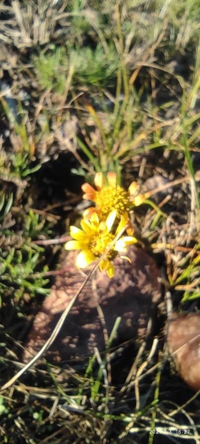 Thymophylla pentachaeta flower