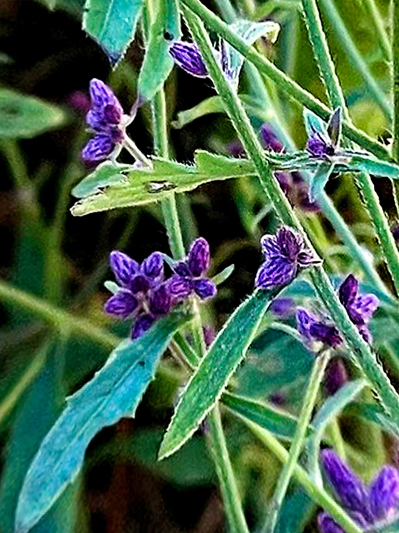 Blumea fistulosa — related species from the same genus