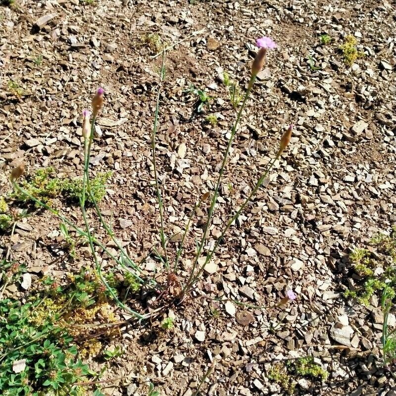 Petrorhagia dubia — search result for 'Mediterranean Basin'