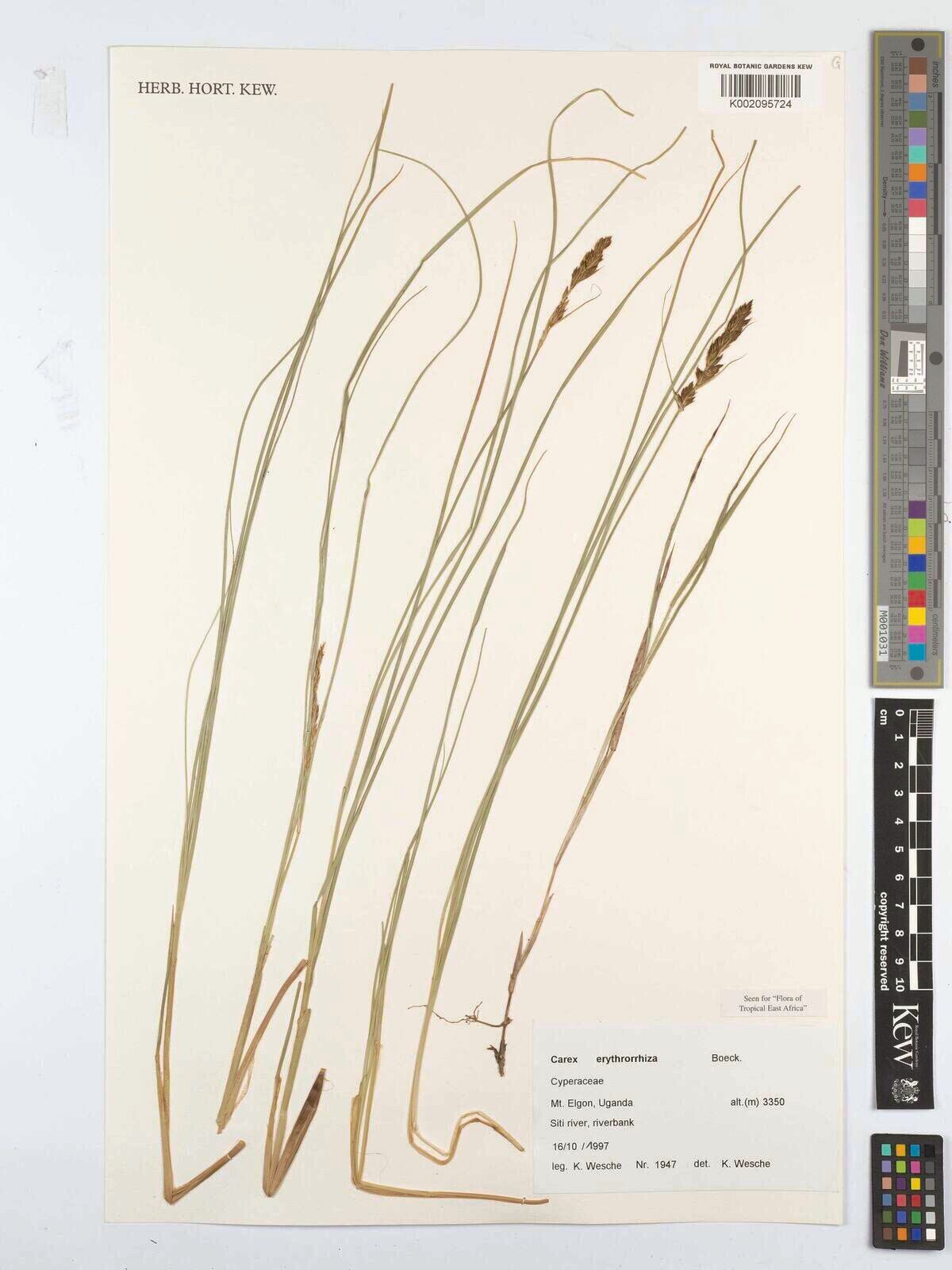 Carex erythrorrhiza — houseplant care guide