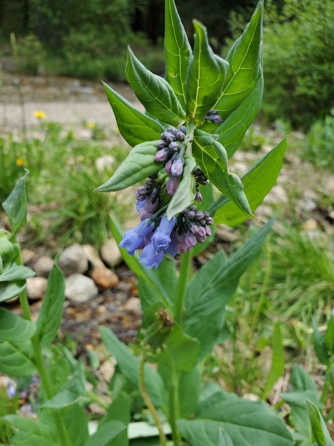 Mertensia ciliata flower