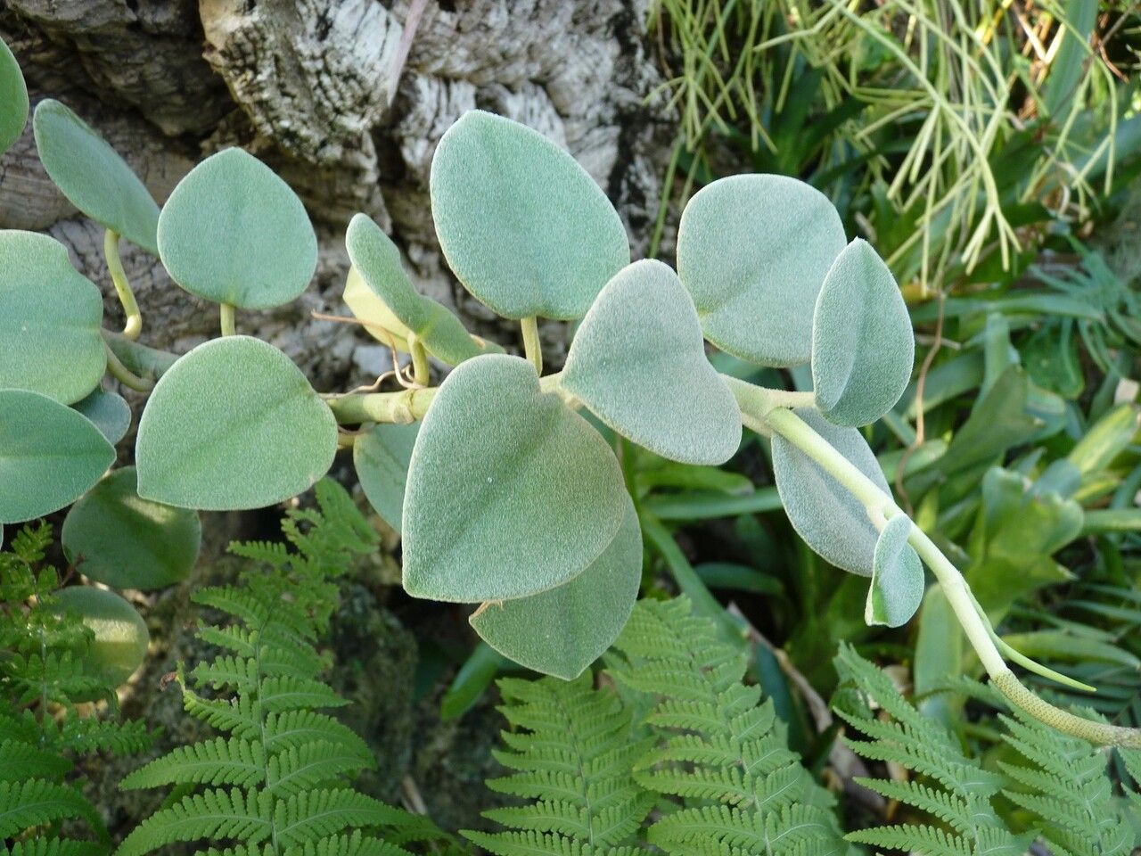 Peperomia incana leaf