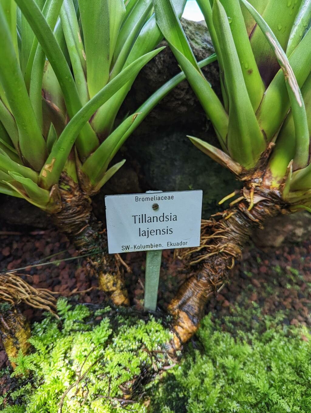 Tillandsia lajensis bark