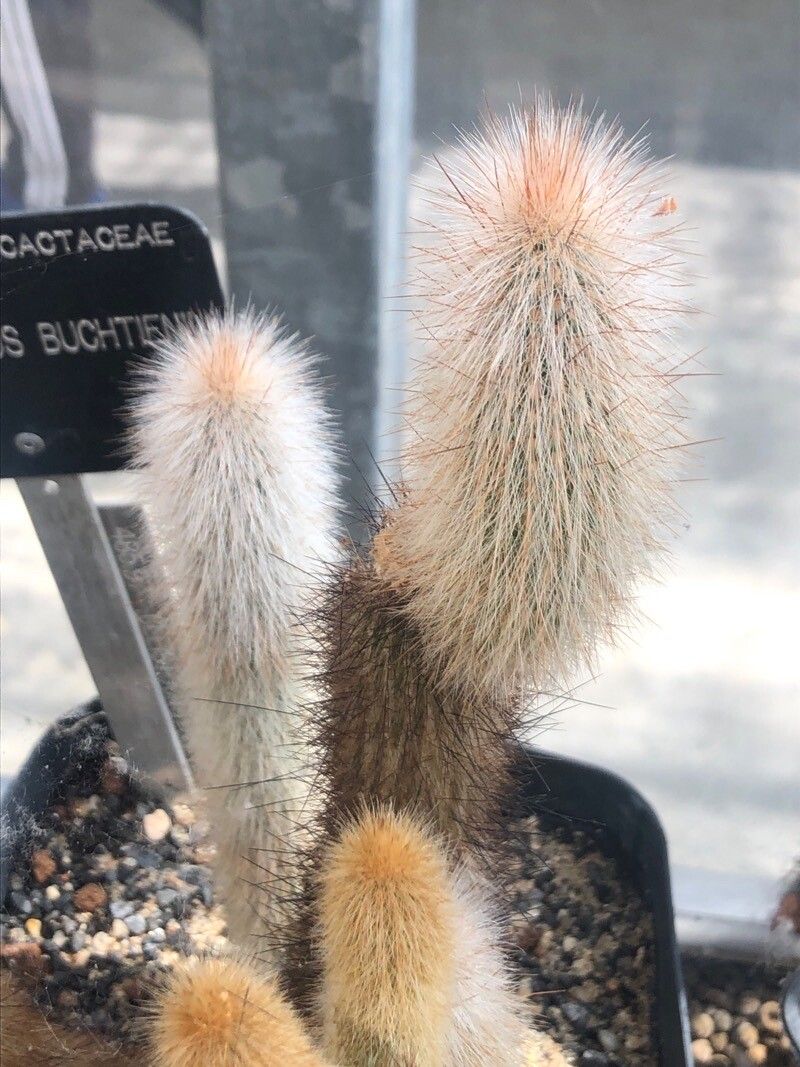 Cleistocactus buchtienii — related species from the same genus
