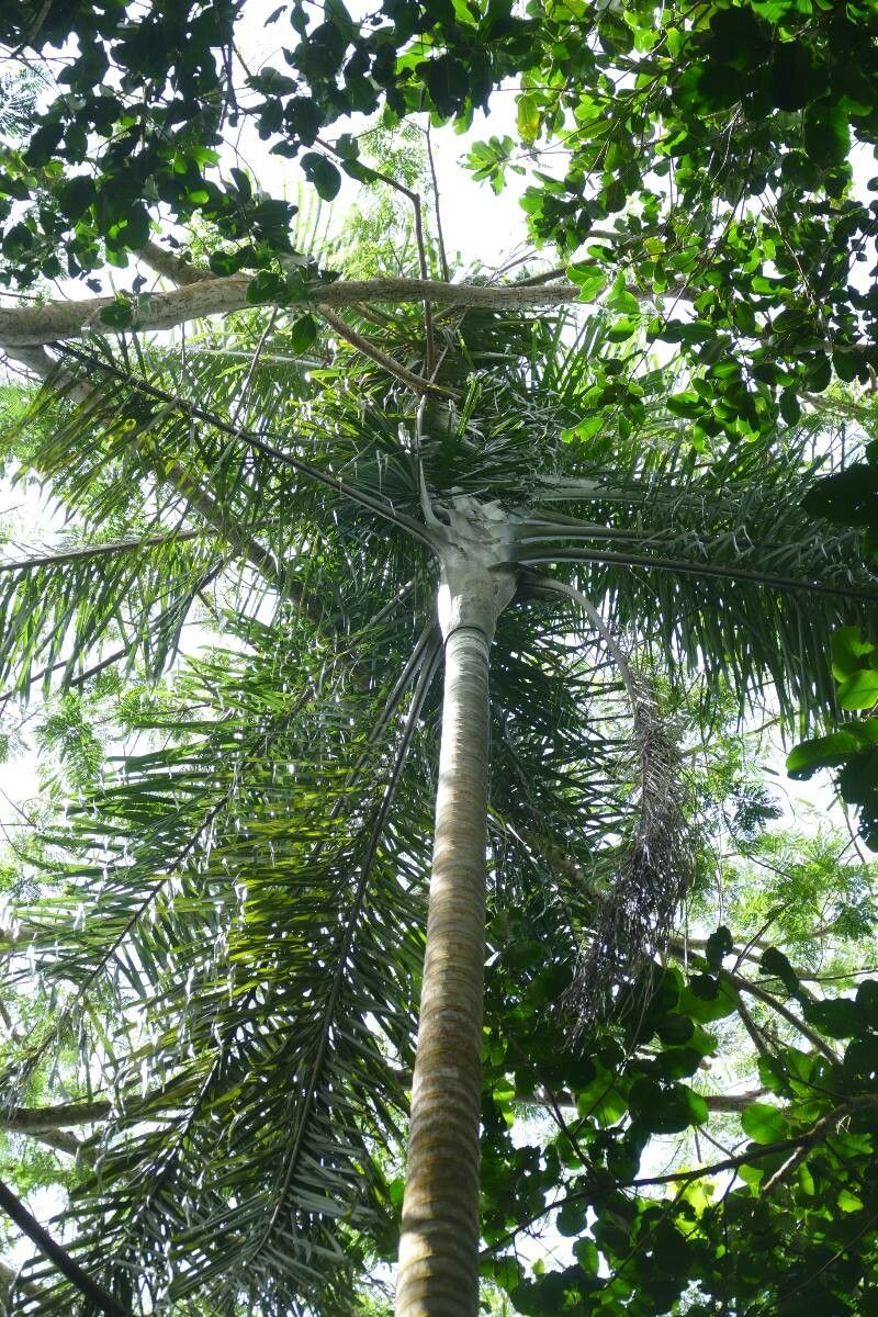 Dypsis madagascariensis leaf