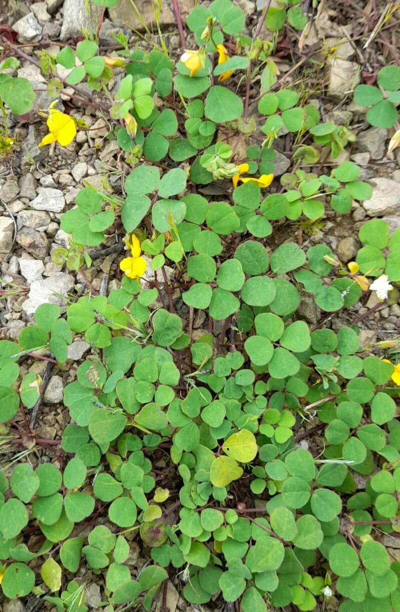 Amicia medicaginea habit