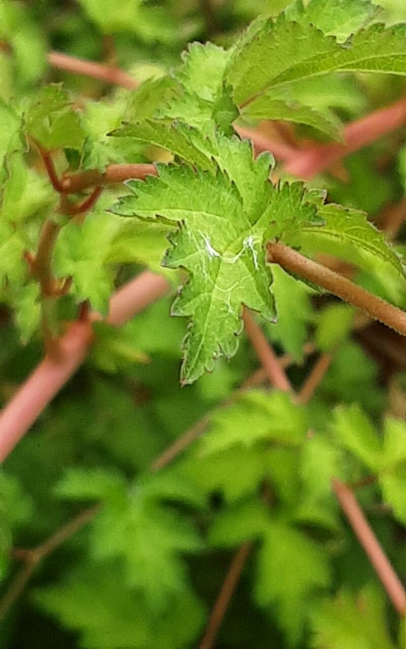 Neillia incisa — houseplant care guide