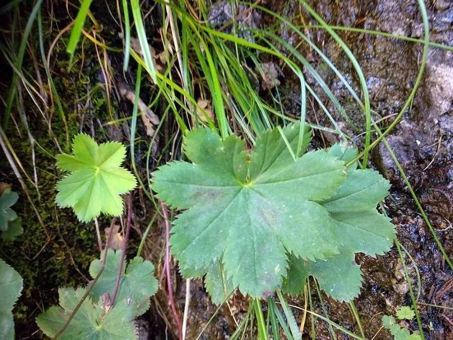 Alchemilla incisa leaf