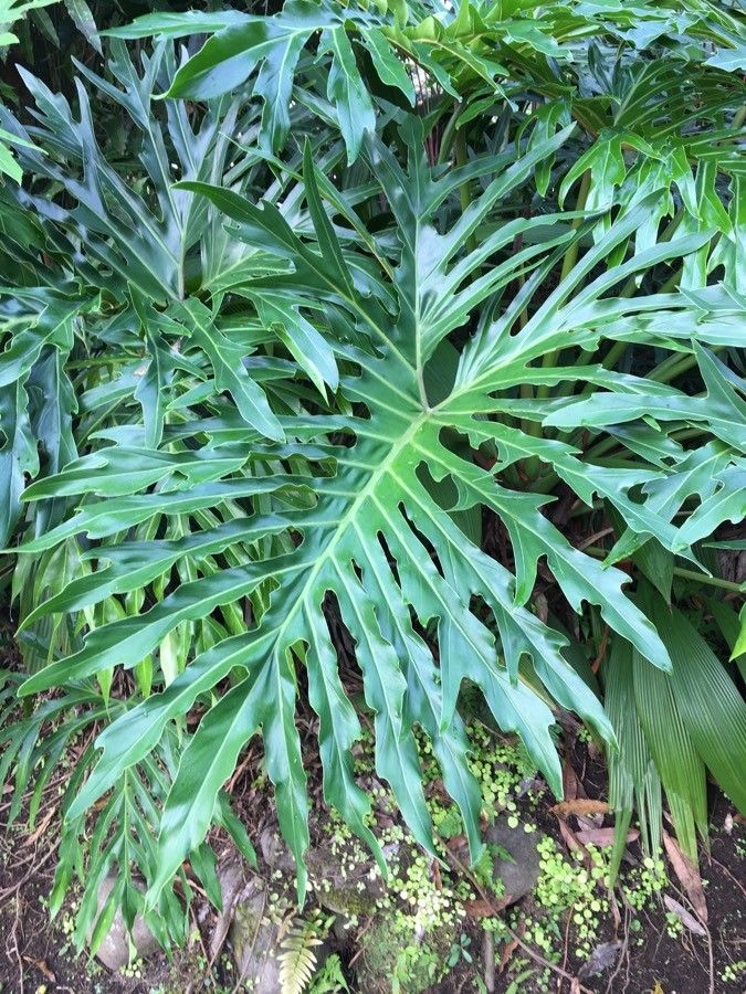 Philodendron selloum leaf