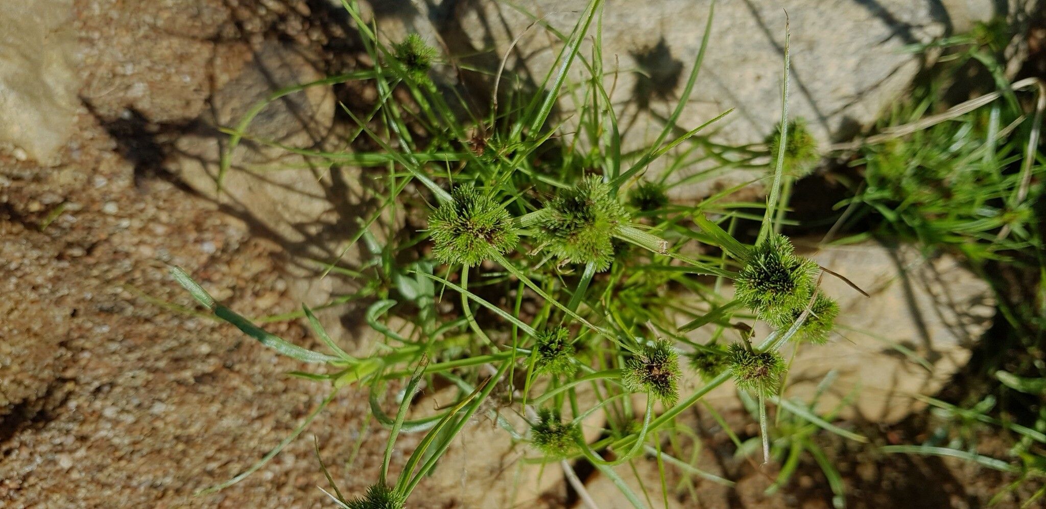 Cyperus hystricoides — houseplant care guide