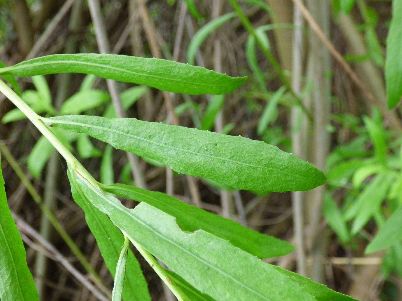 Pluchea rufescens — search result for 'Pluchea'