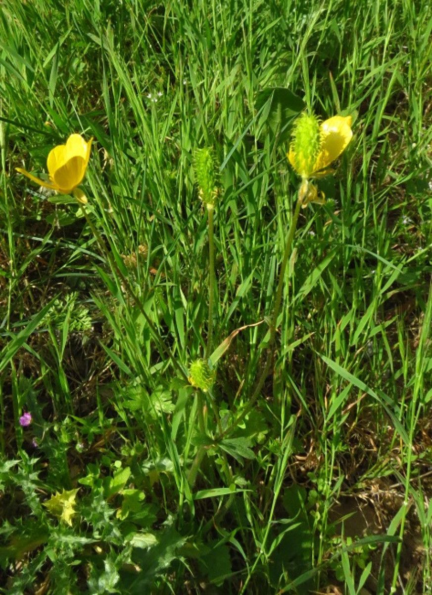 Ranunculus blepharicarpos — houseplant care guide