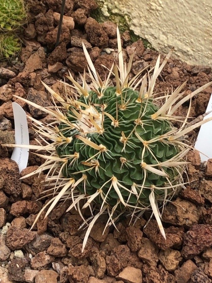 Stenocactus phyllacanthus — houseplant care guide