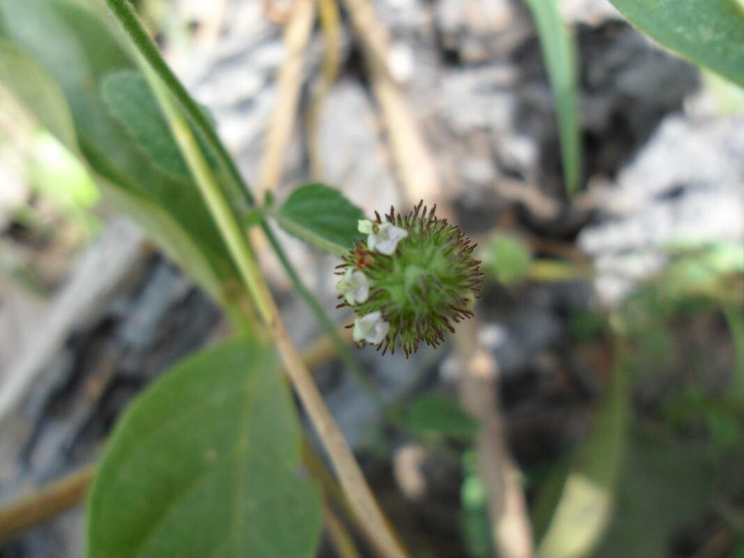 Hyptis caespitosa — houseplant care guide