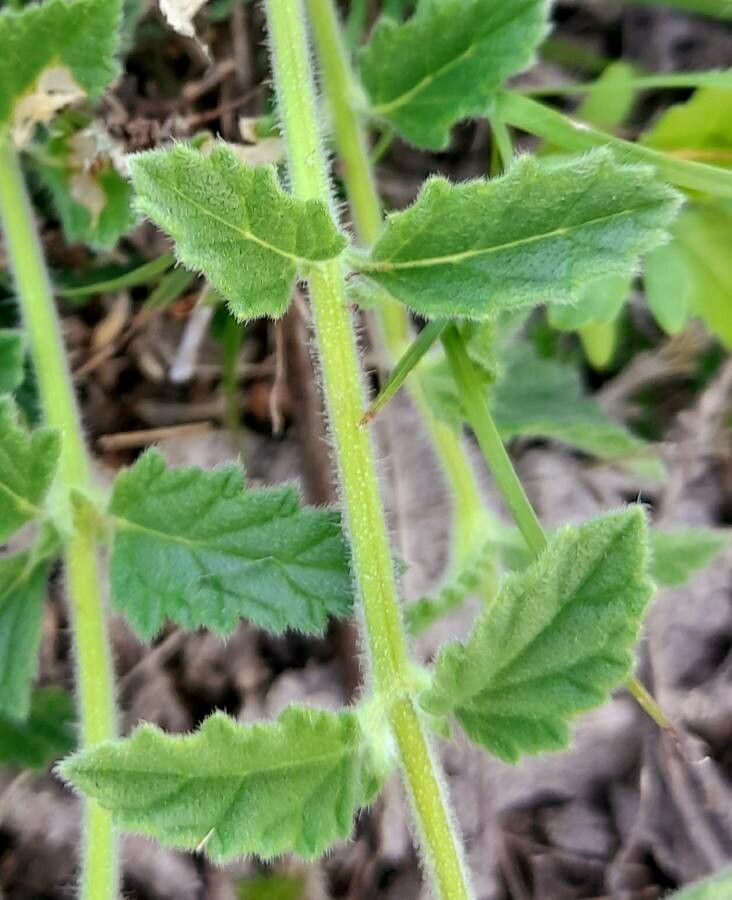 Glandularia platensis leaf