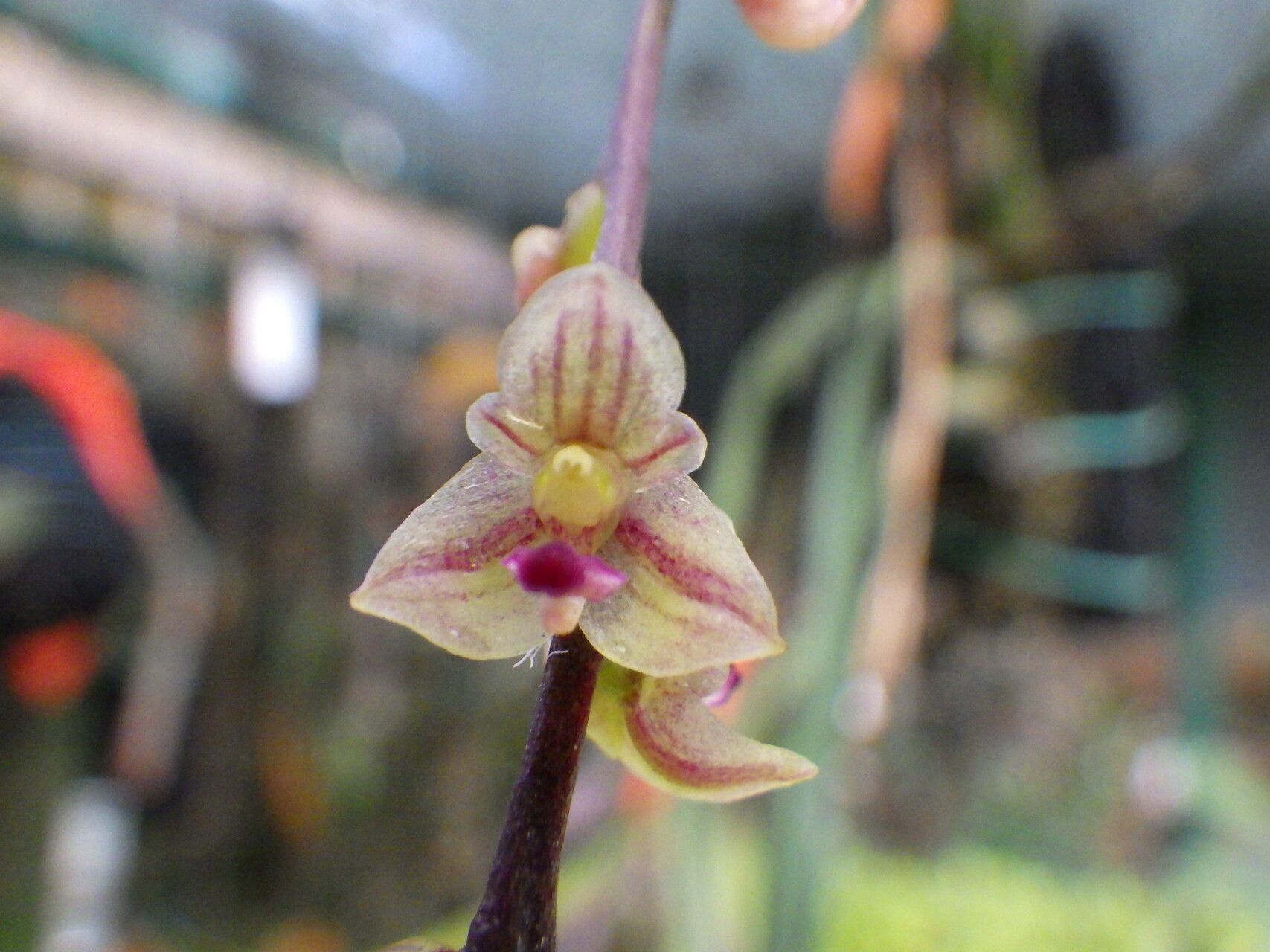 Bulbophyllum sandrangatense — houseplant care guide