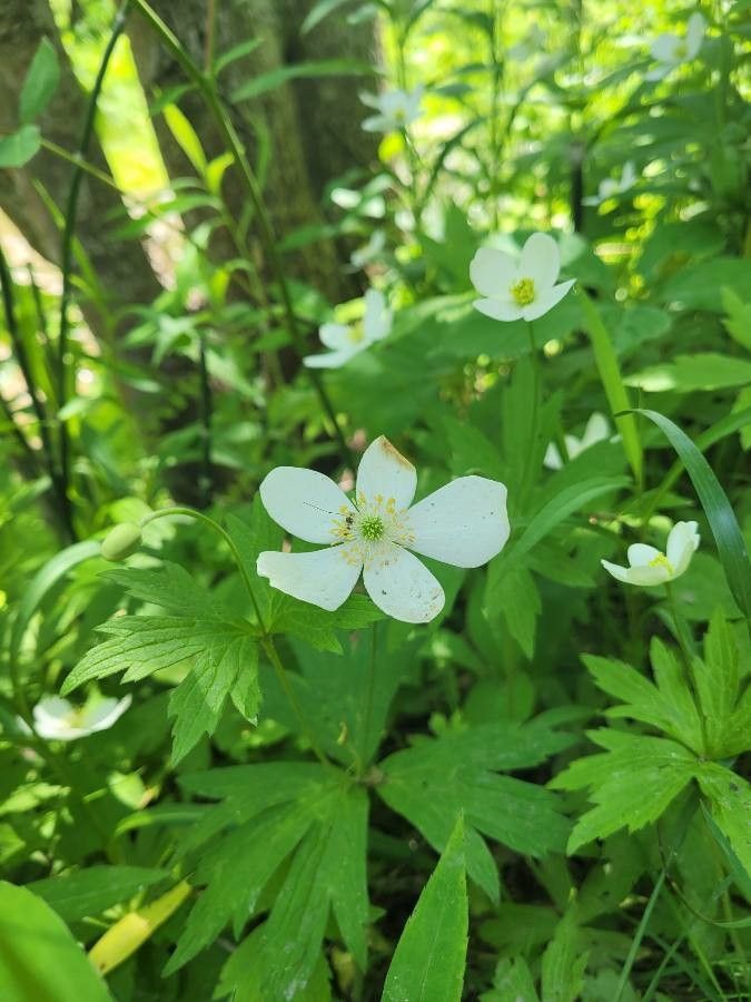 Anemone canadensis leaf
