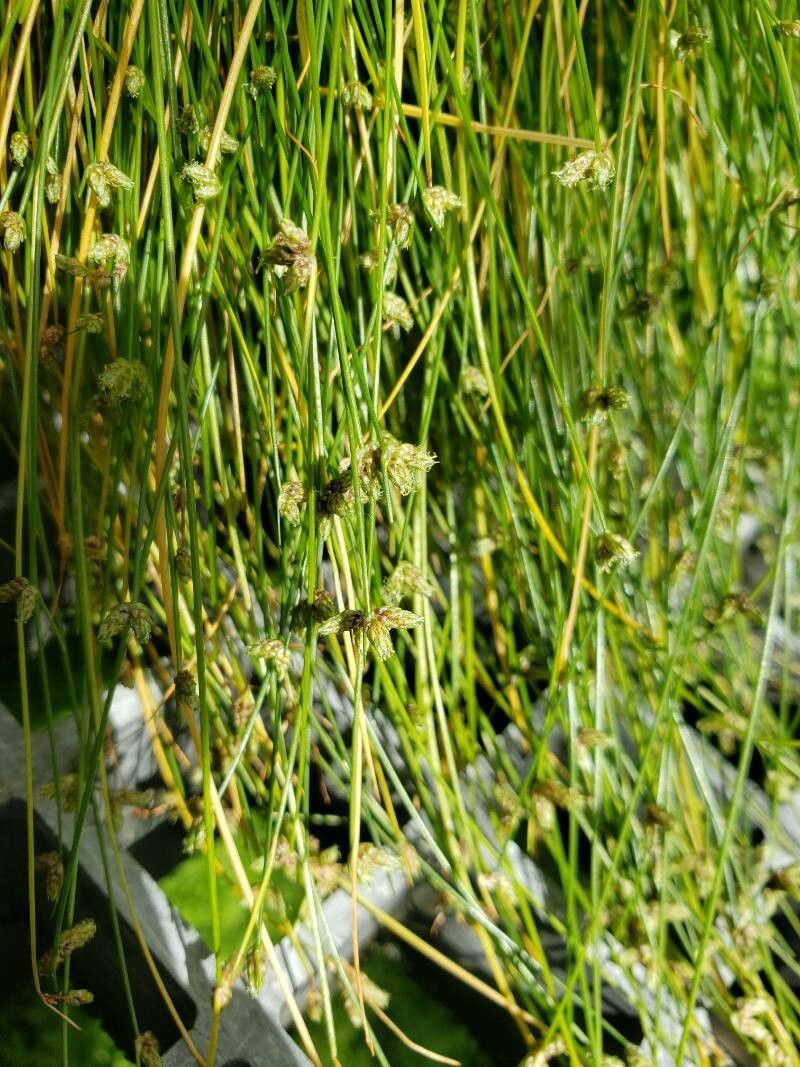 Carex flagellifera flower