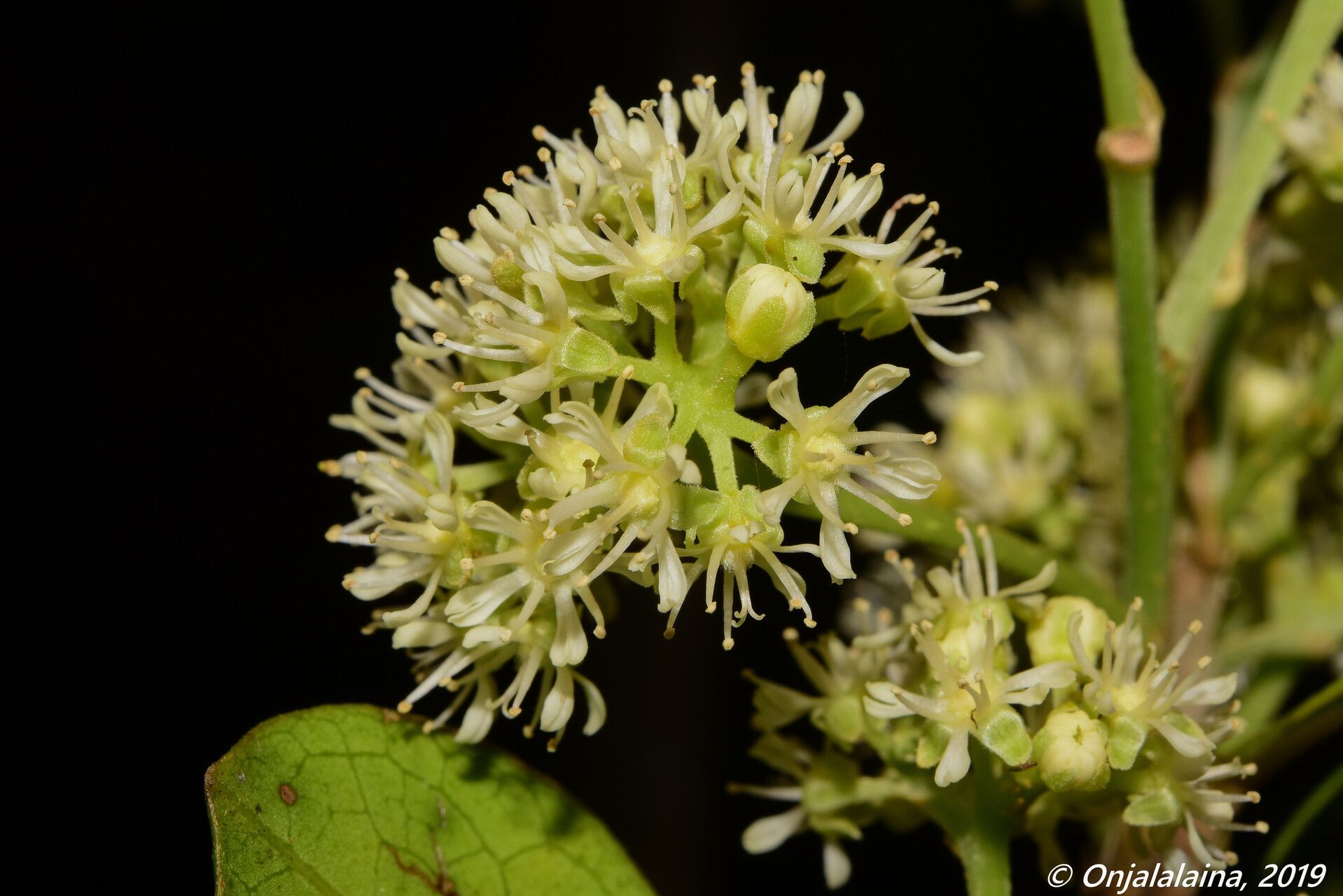 Dichapetalum chlorinum flower