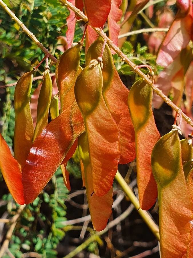Pterolobium stellatum fruit