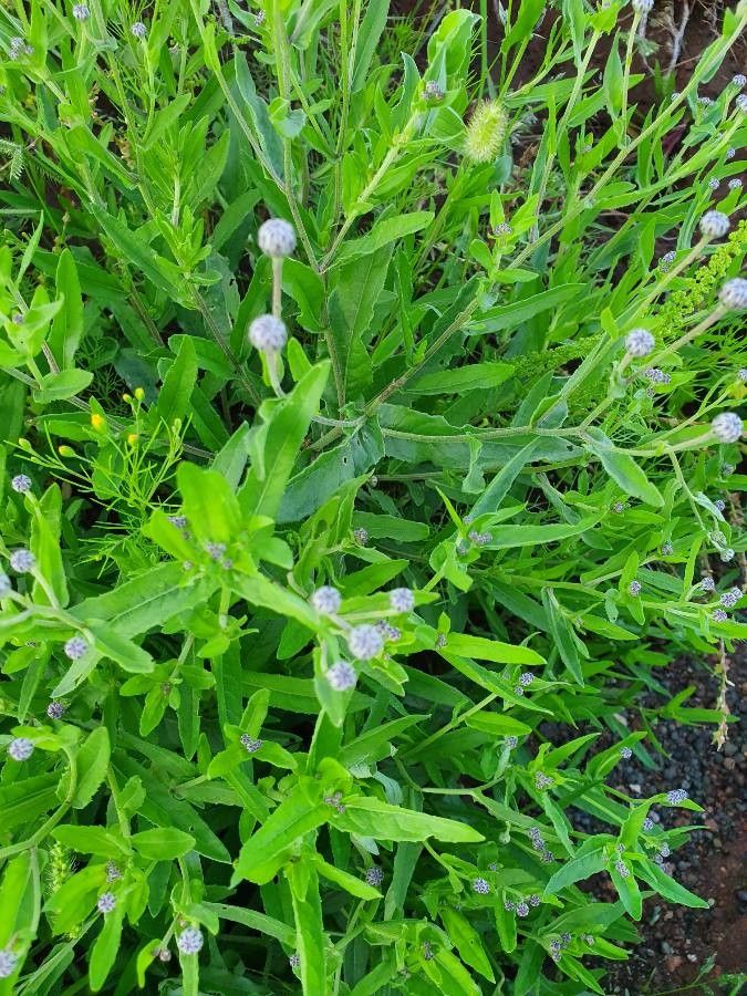 Sphaeranthus steetzii — houseplant care guide