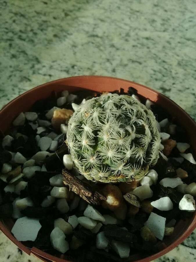 Mammillaria saboae — search result for 'Mammillaria'