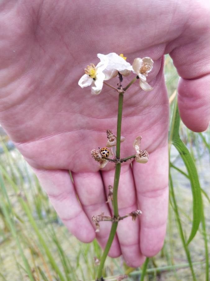 Sagittaria lancifolia bark